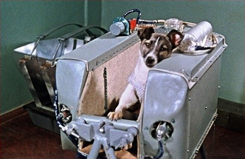 Laika, primer ser vivo terrestre en orbitar la Tierra